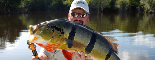 Mark Tobin - Peacock Bass catch with HighRoller Lures