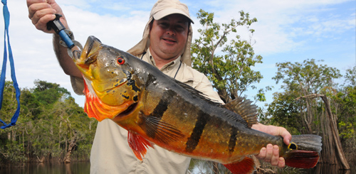 Peacock Bass from the Amazon